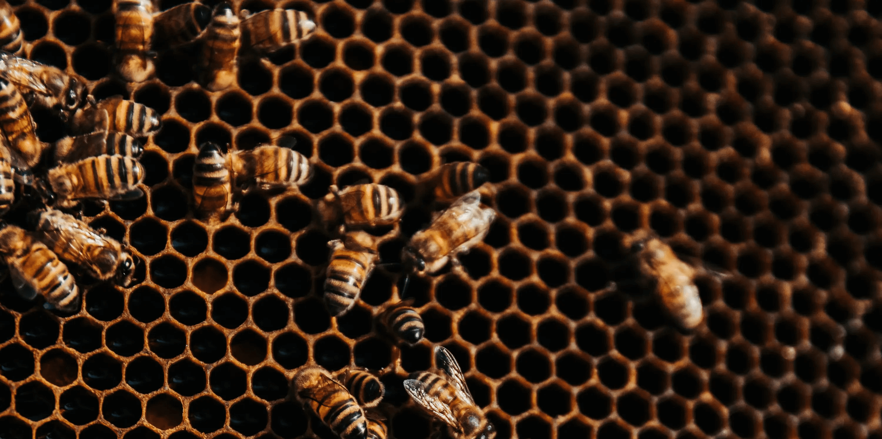 Close-up of honeybees on a honeycomb frame with the queen bee marked in turquoise, illustrating emergence and self-organising behaviour in complex systems