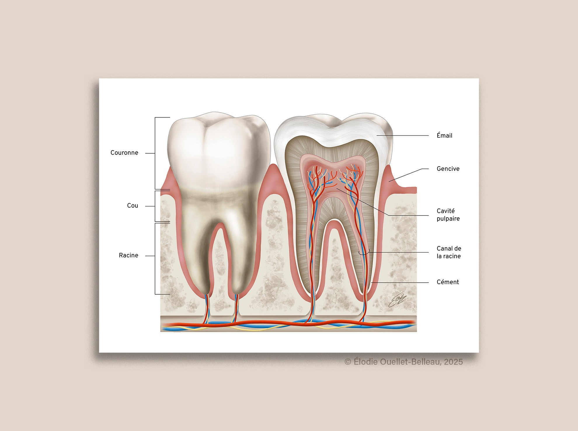 Illustration scientifique de l'anatomie d'une dent humaine adulte par Élodie Ouellet-Belleau, illustratrice scientifique.