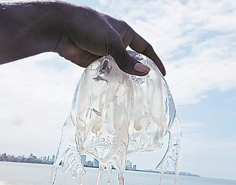 Me vs jellyfish. Image source: Indianexpress.com