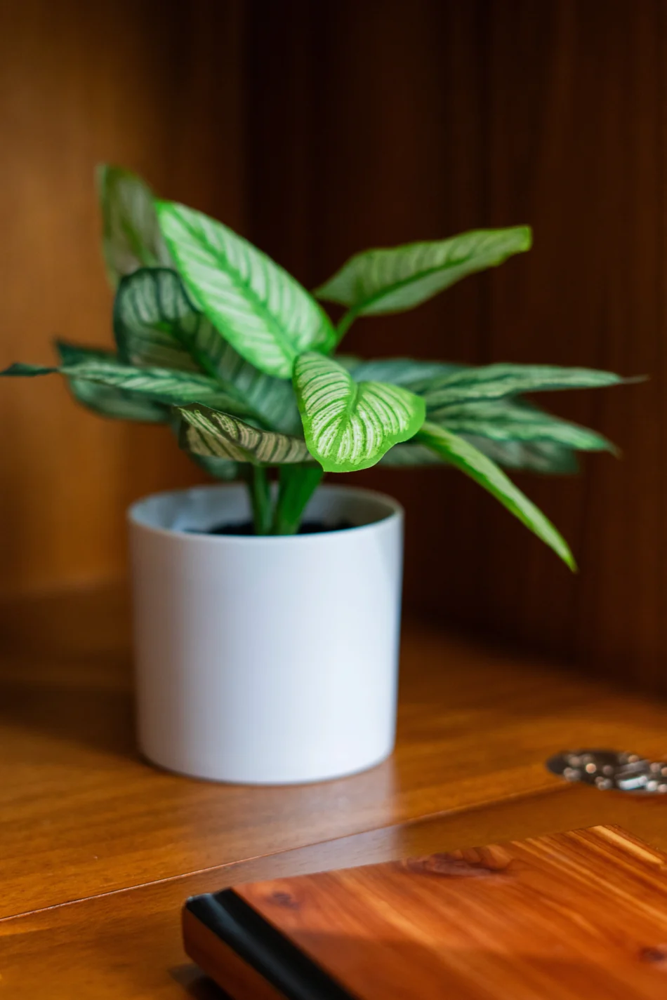 A leafy plant in warm light