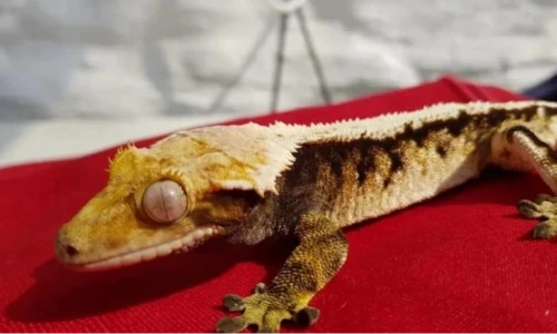 Nacho the Gecko