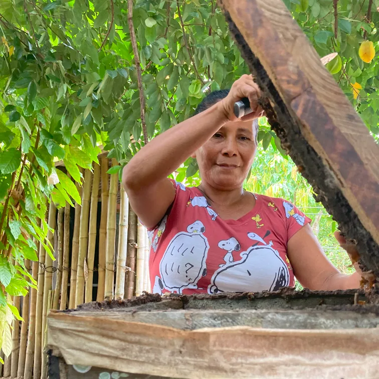 Mulher manejando uma colônia de abelhas sem ferrão.