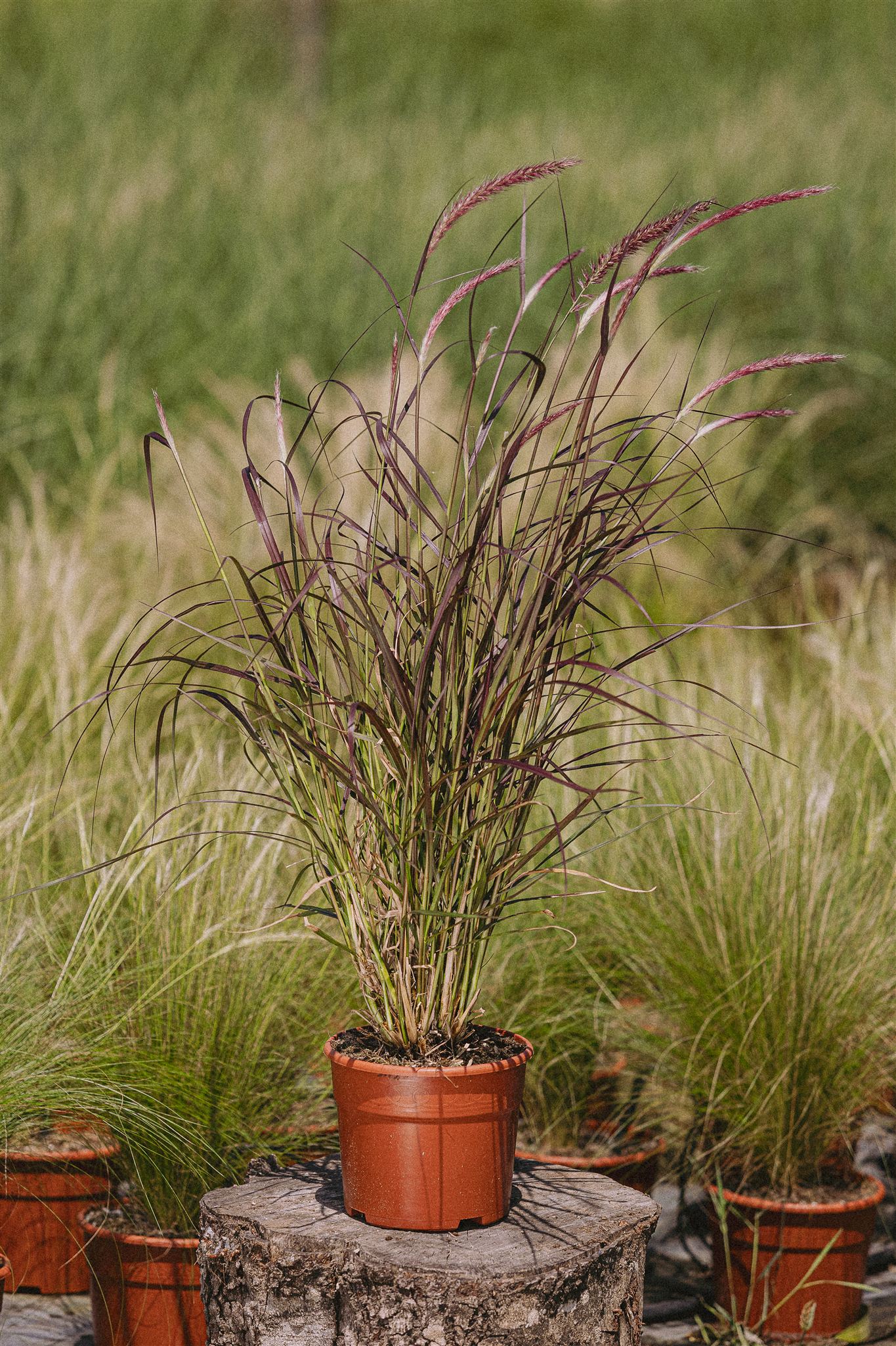 Tomillo Eiviss Garden