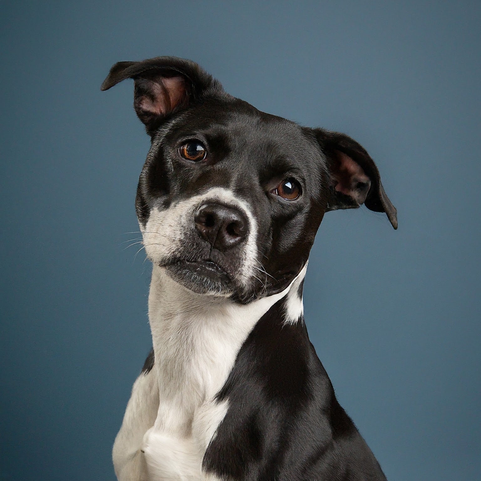 BUDDYUNO, Border Staffy