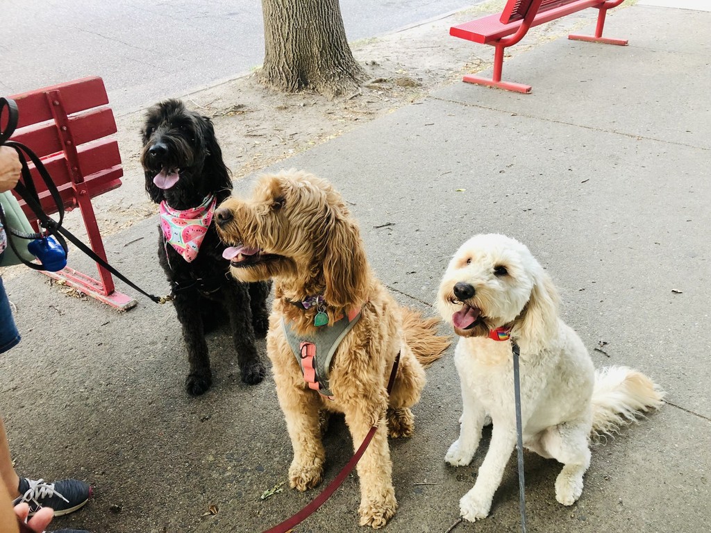 3 dogs being walked