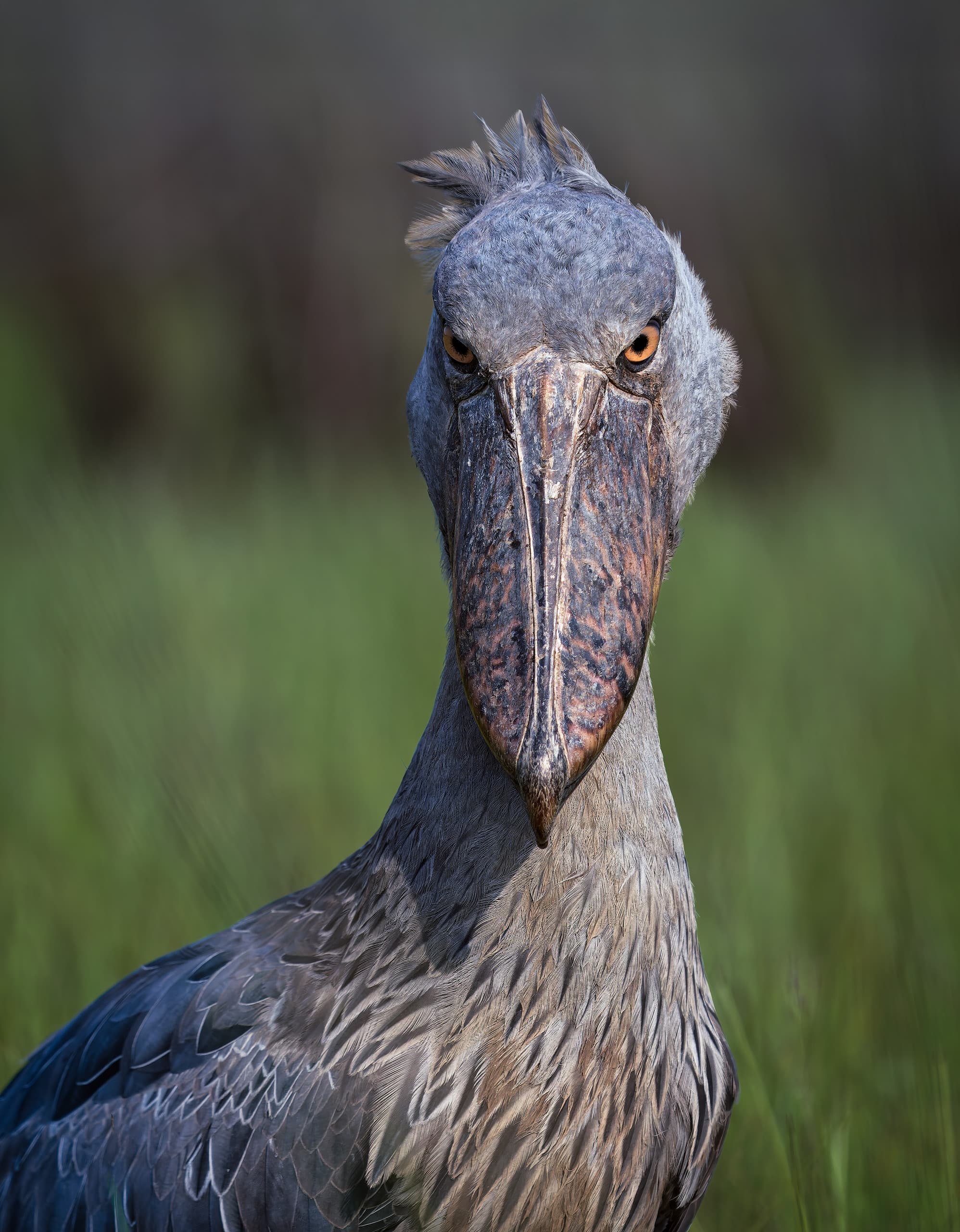 Picozapato en Uganda