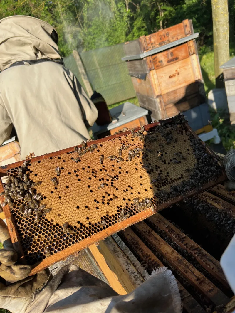 Méhészkedés pillanatai a Bazsó Méhészetben