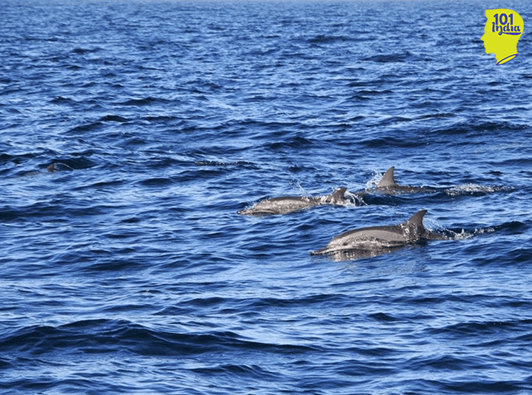 Dolphin Spotting. Photo credit: Faryal Khalid