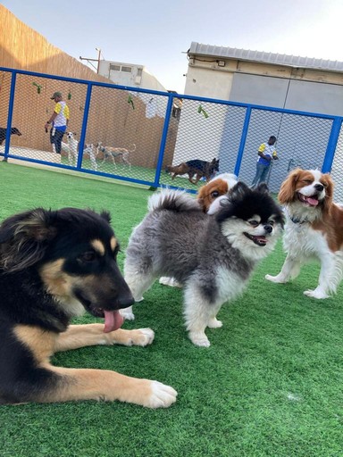 Doggy daycare dubai