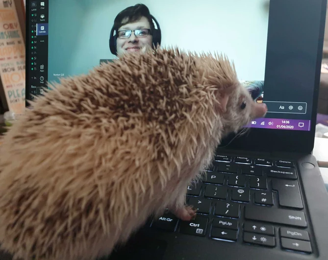 Pet hedgehog standing on a laptop