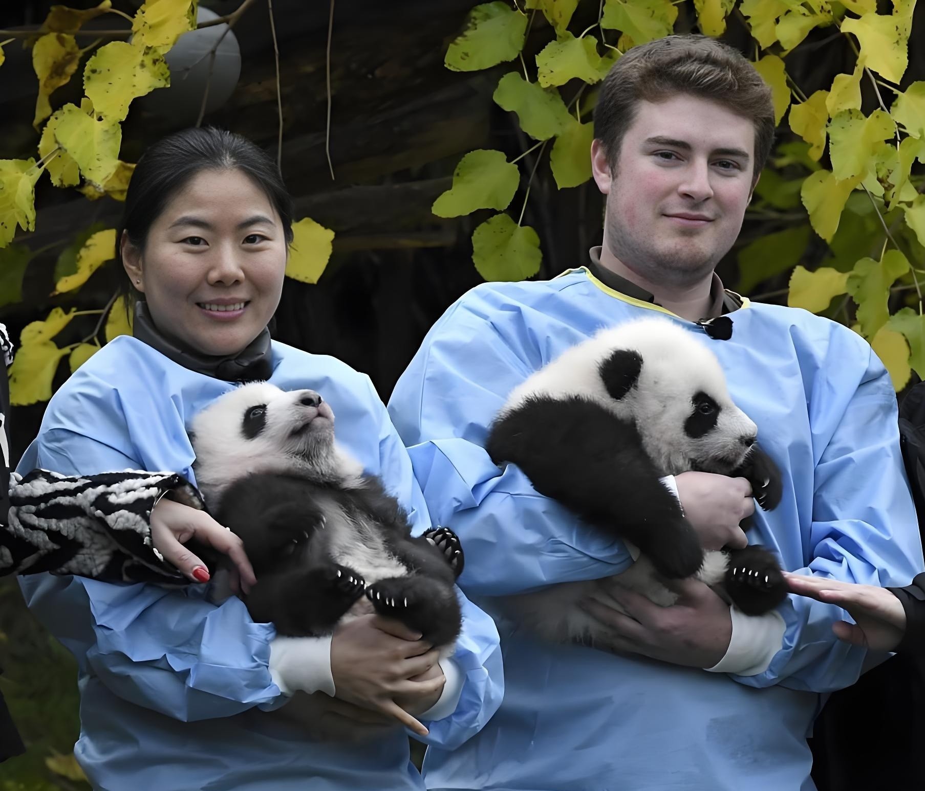 Panda Keeper Experience · Dujiangyan · Qingcheng Mountain Dujiangyan Panda Valley · Dujiangyan Irrigation System · Qingcheng Mountain