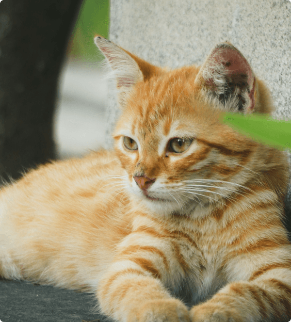 Young kitten comfortably seated in a pet carrier for safe collection by VIP Pet Travel
