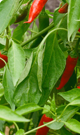 Piments frais cultivés de manière artisanale dans un potager local, montrant la vitalité de la récolte.