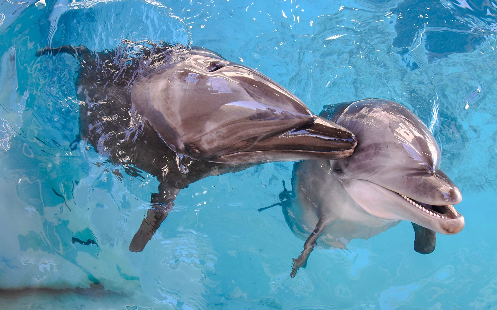 Dolphins performing at Enoshima Aquarium, Japan.