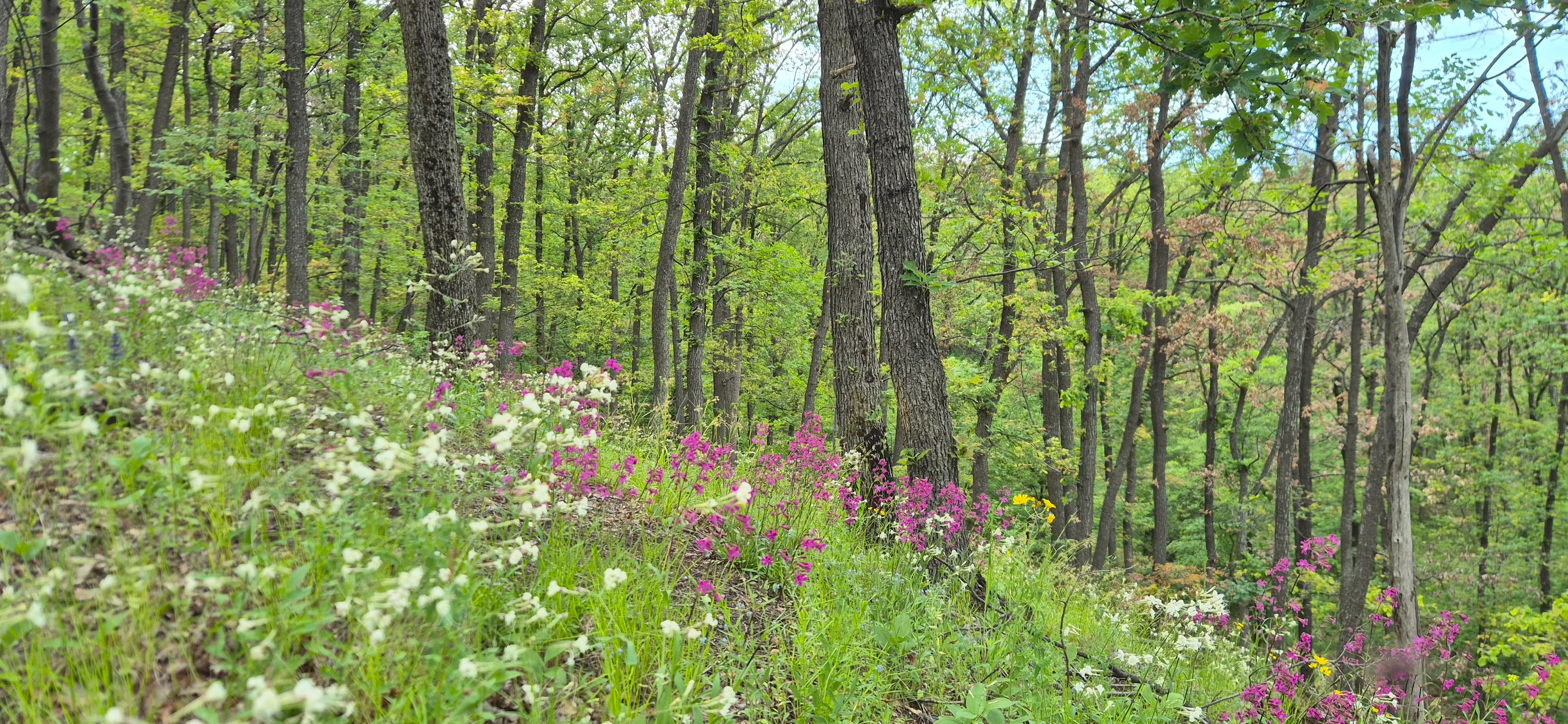Forest scene with wildflowers, trees, and lush green foliage. Wildflowers with white and purple blooms in a forest.