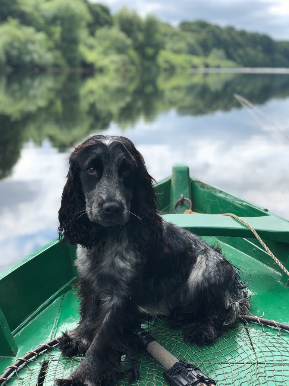 dog ayscha