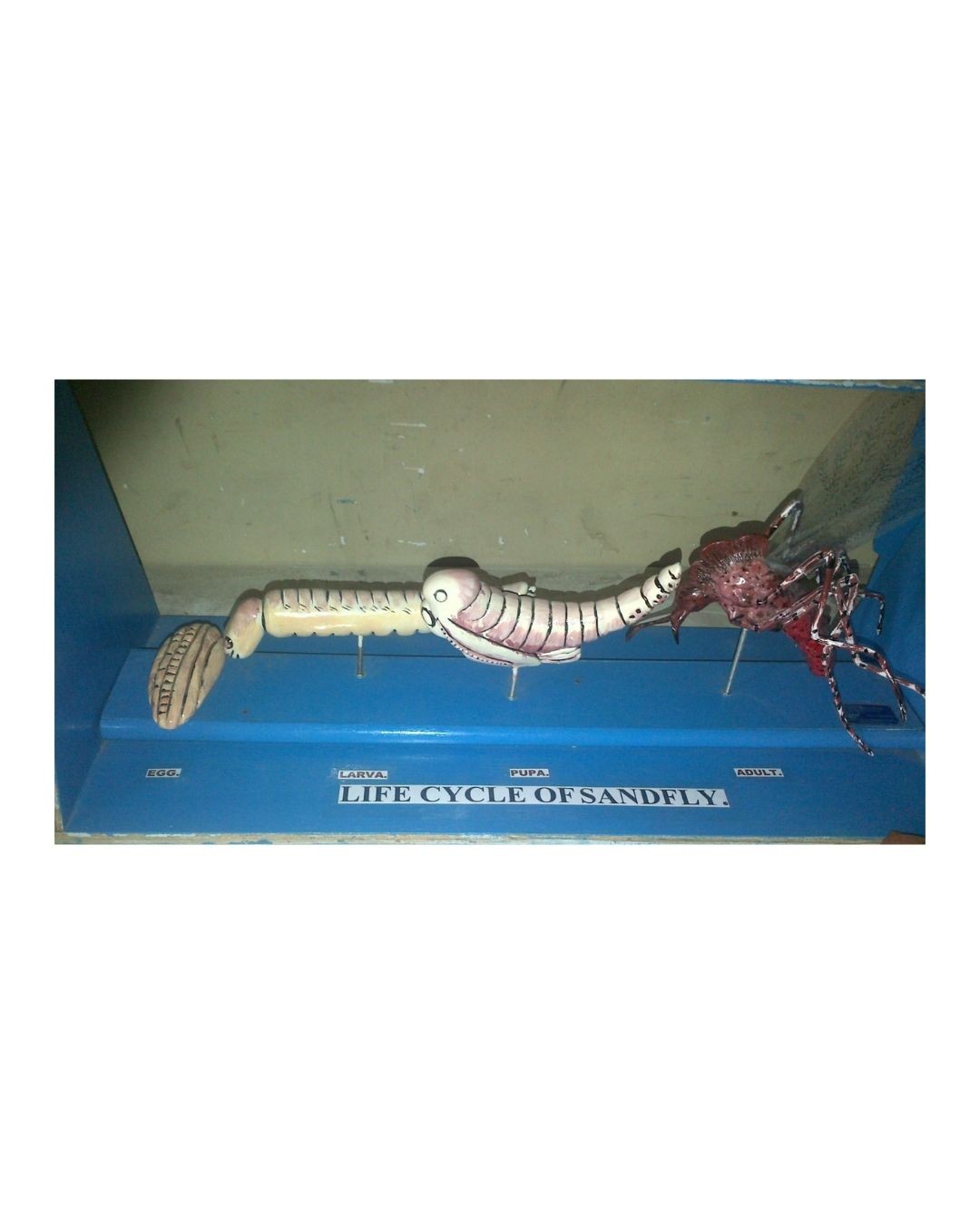 Life Cycle of Sandfly