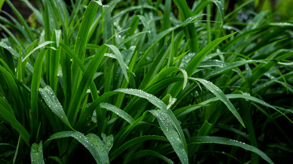 crab grass growing in Creve Couer, Missouri