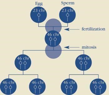 Typical cell division