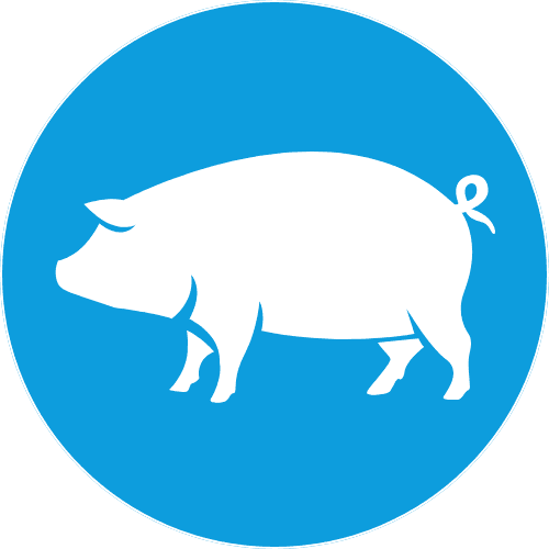 Swine Icon