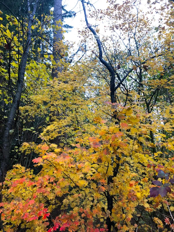 Another photo of bright yellow and orange fall leaves in a wooded area at Rooted Northwest.