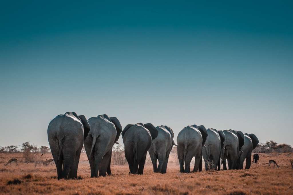 Elephants walking in a line, Namibia