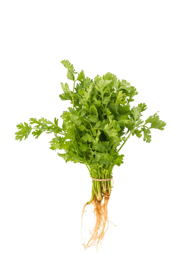 Coriander