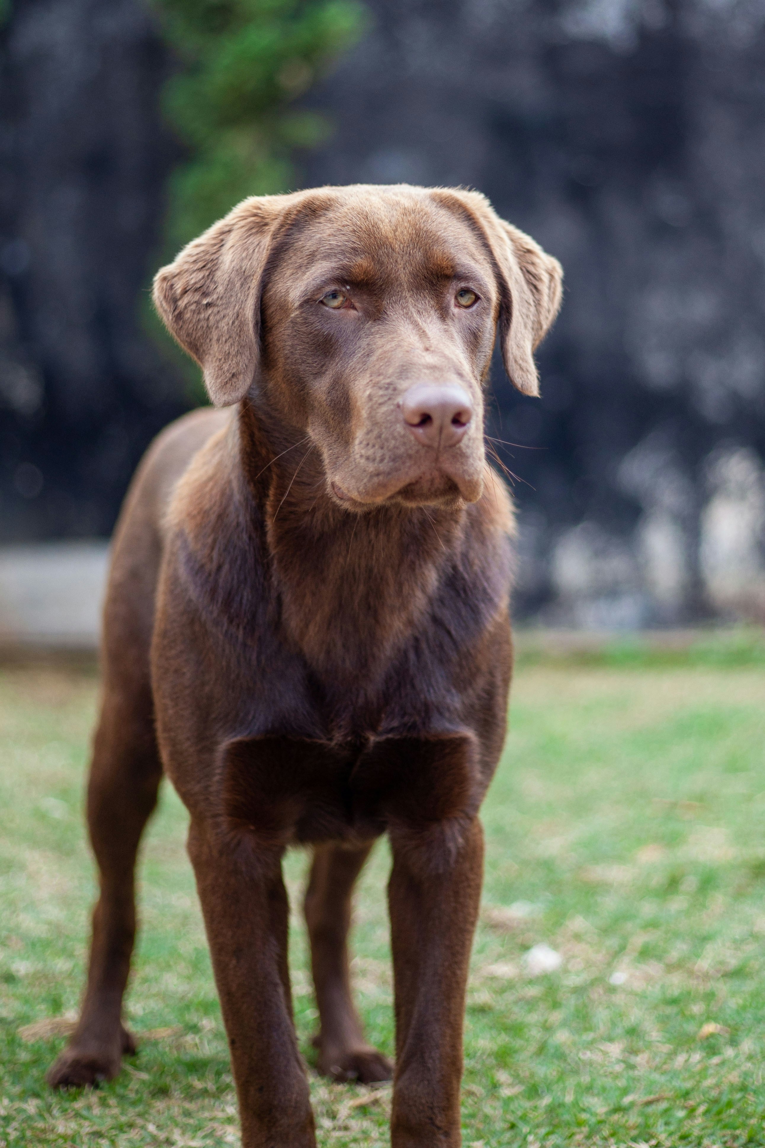 a dog standing on grass