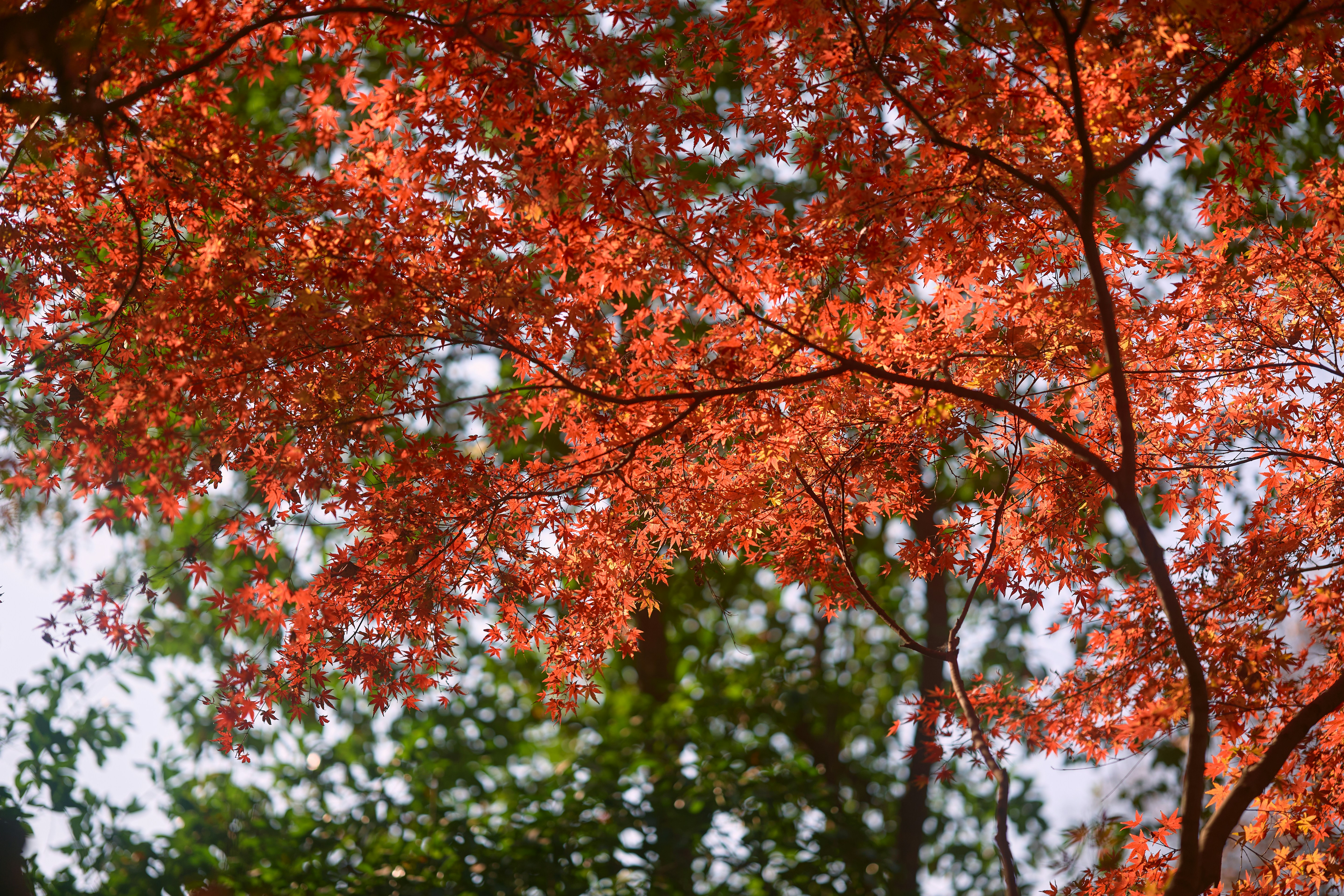 Autumn leaves glow with warm, reddish-orange hues.