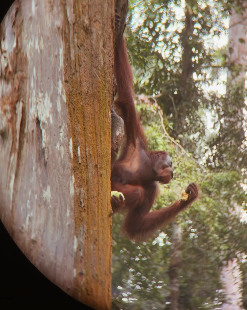 An orangutan hanging from a tree branch in a lush forest setting.