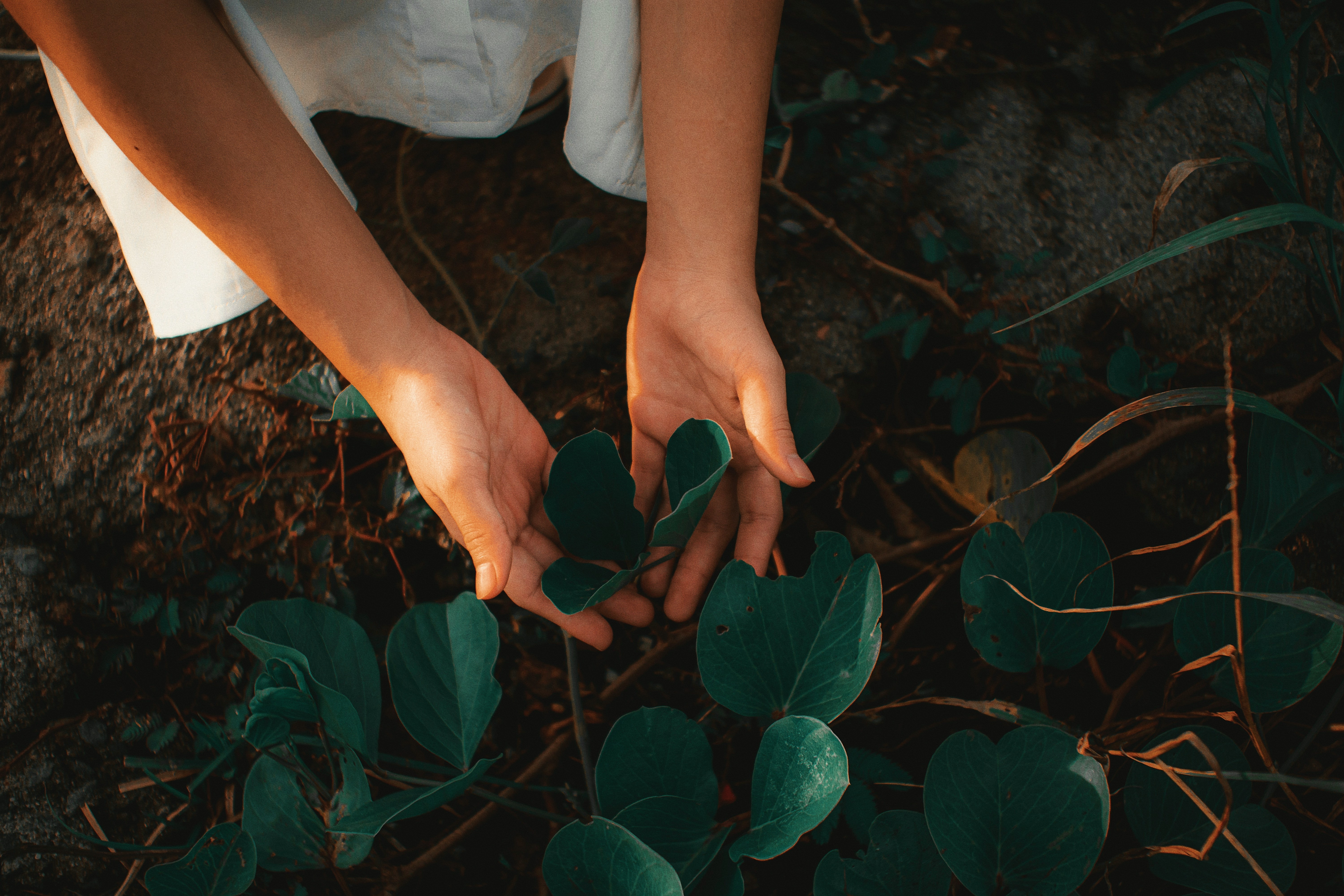 Woman touching a plant