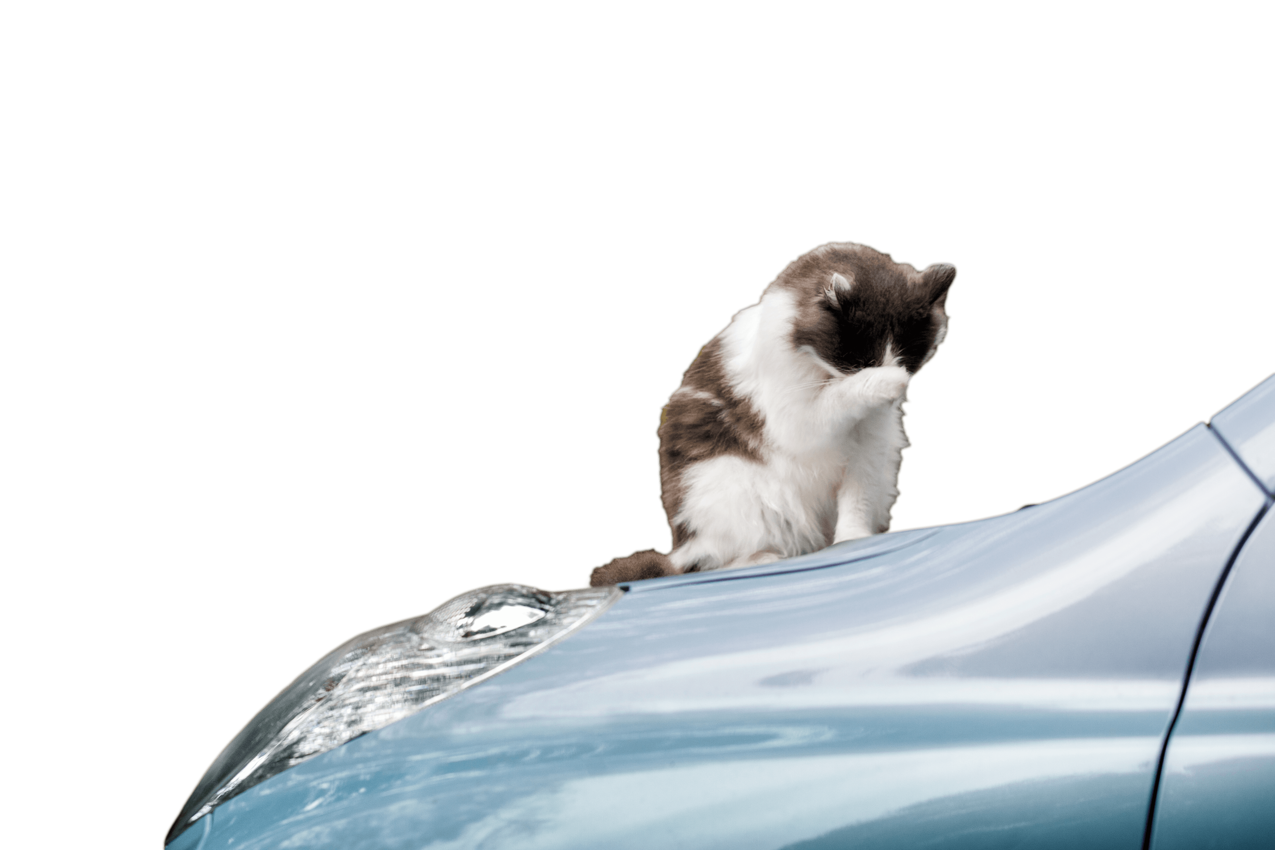 Chat se toilettant sur une voiture