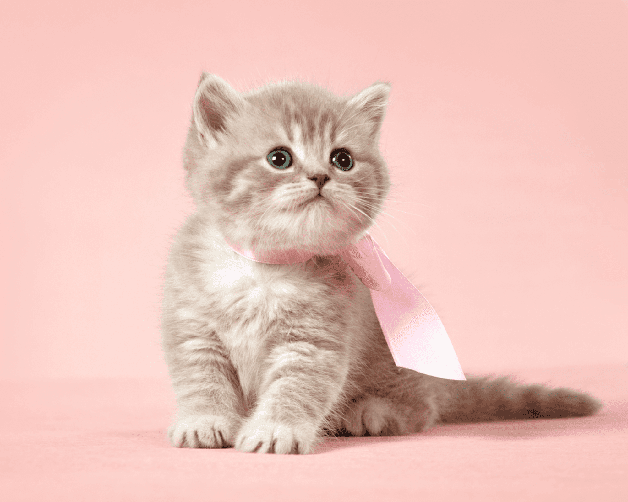 Playful kitten captured with a pink background inside a photo studio, creating adorable, cute cat photos by Mahvin Photography.