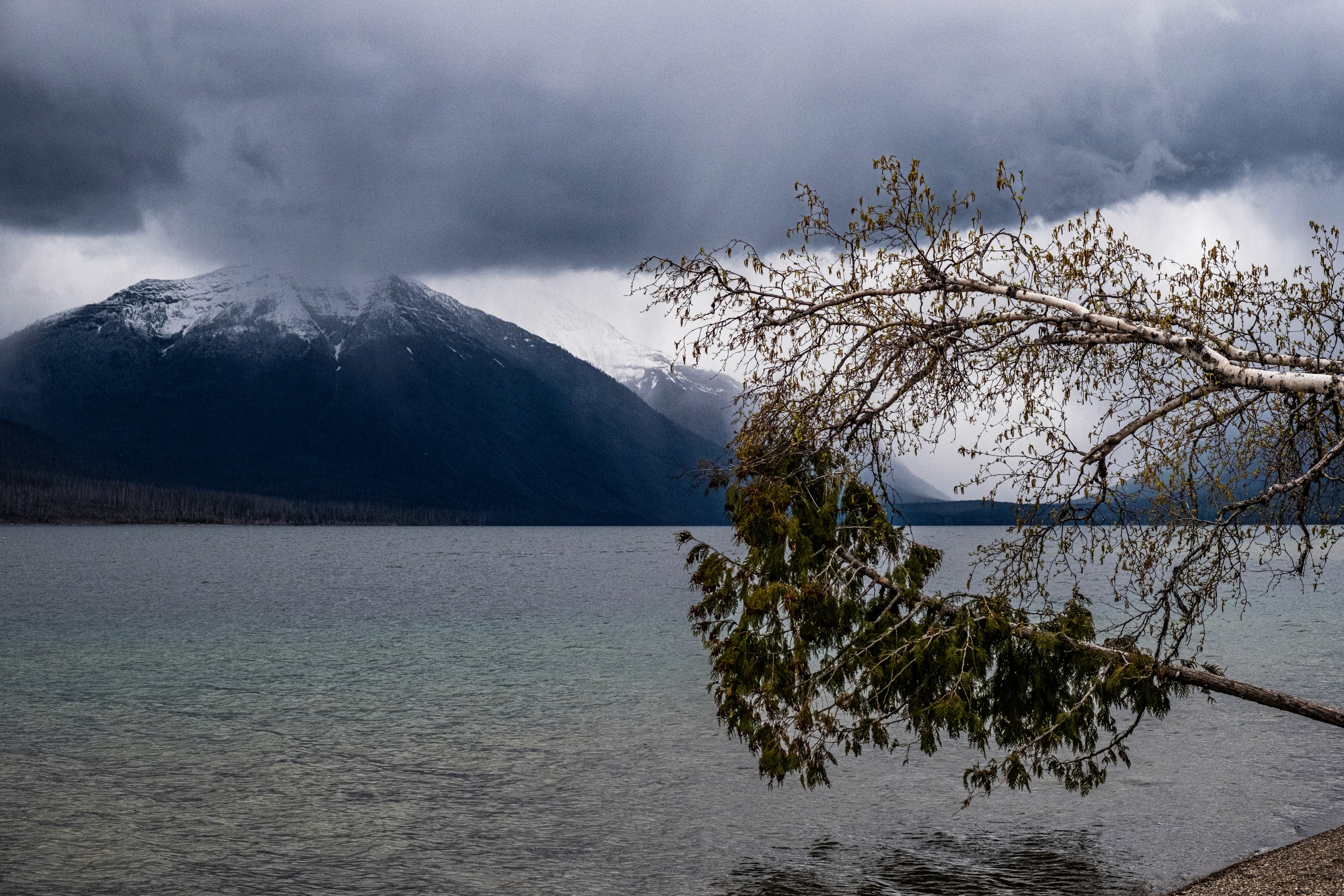 Branches Before the Storm