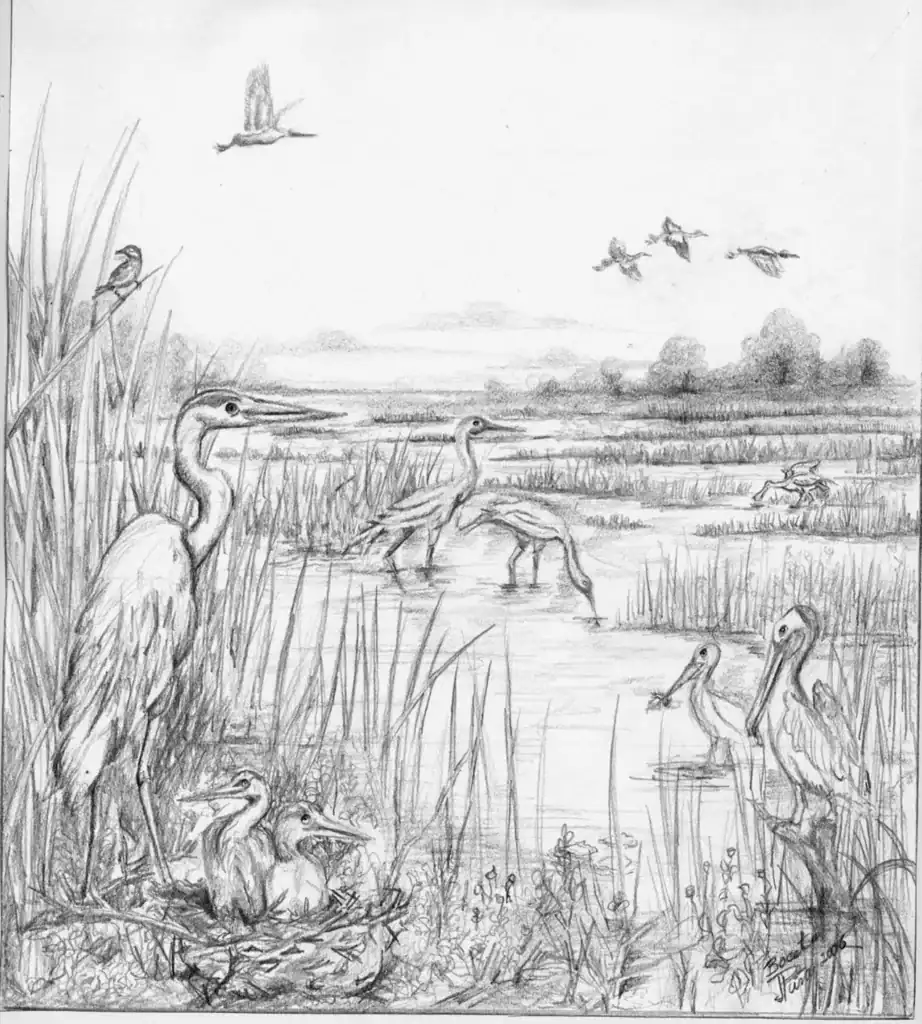 Herons and chicks in wetland habitat, detailed pencil sketch.