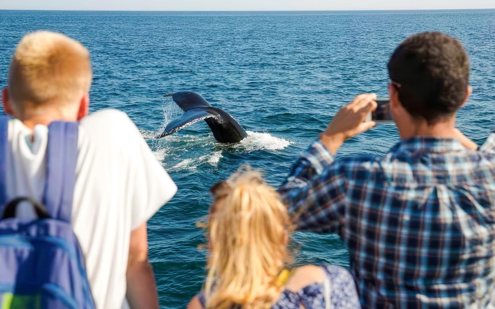 Guests watching a whale tail on England Aquarium Whale Watching Cruise.