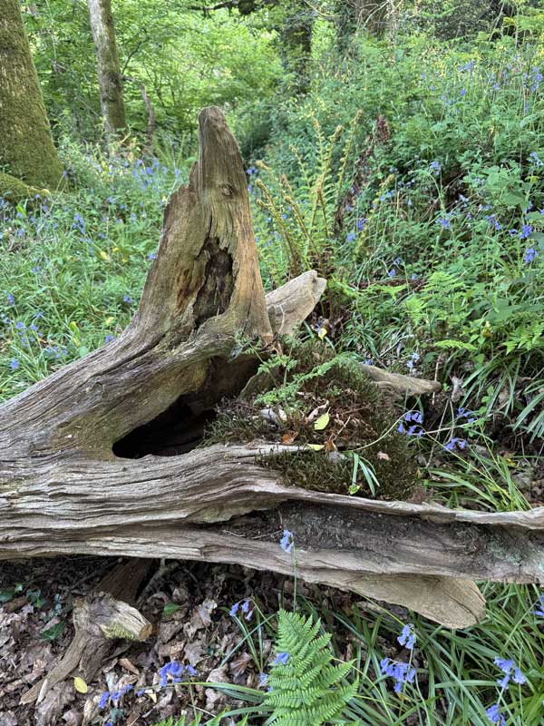 Feral Swan: restorative and ecotherapy – image of moss and plants growing out of a fallen dead tree