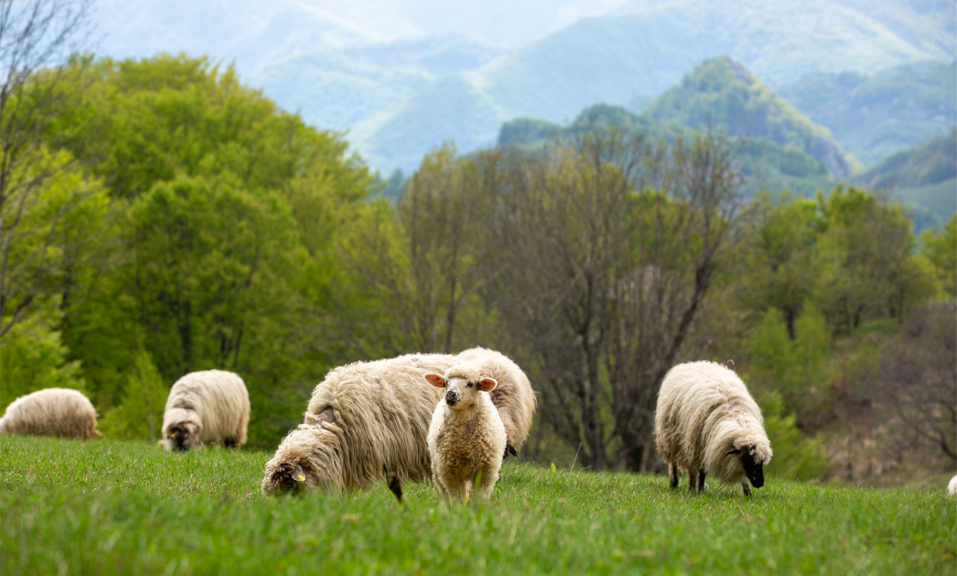 câine via transilvanica