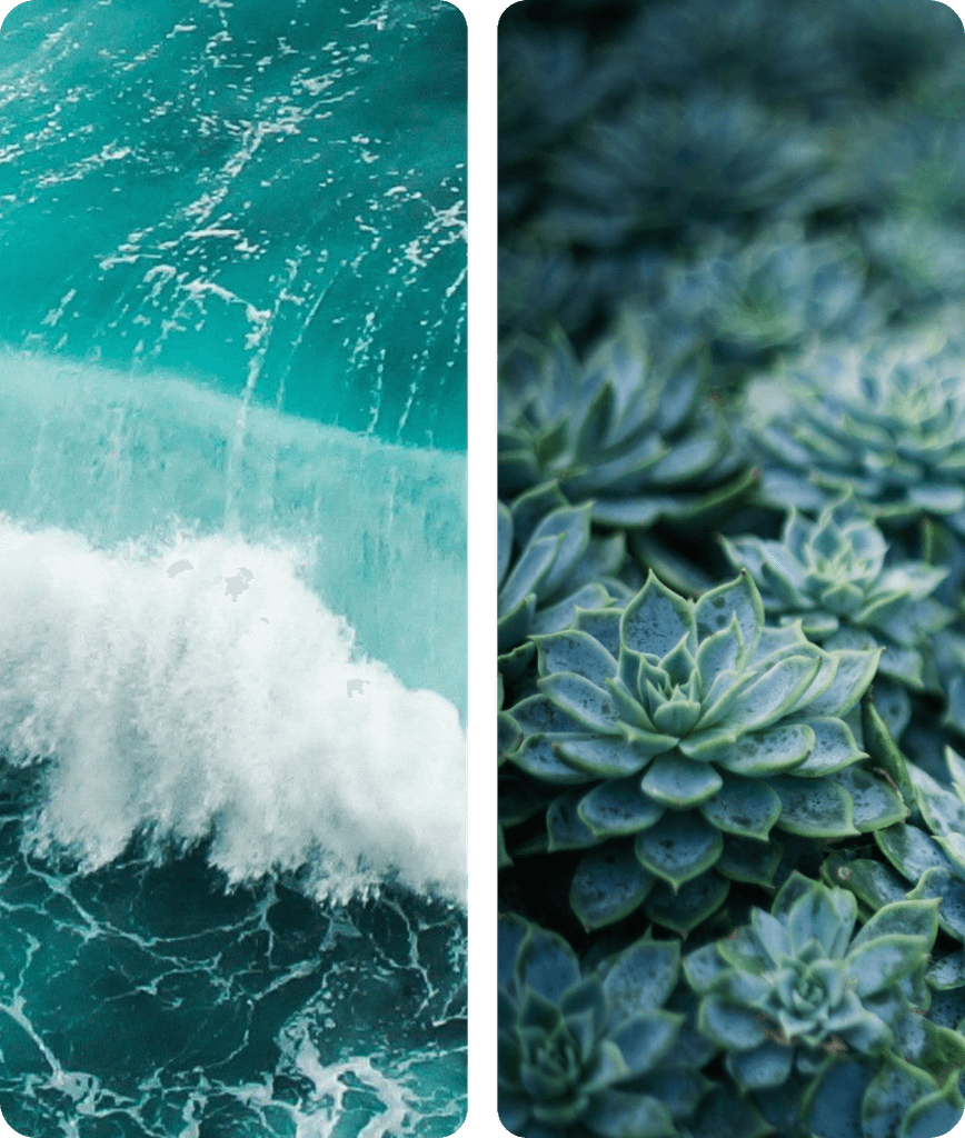 Split image of ocean waves on the left and succulents on the right.