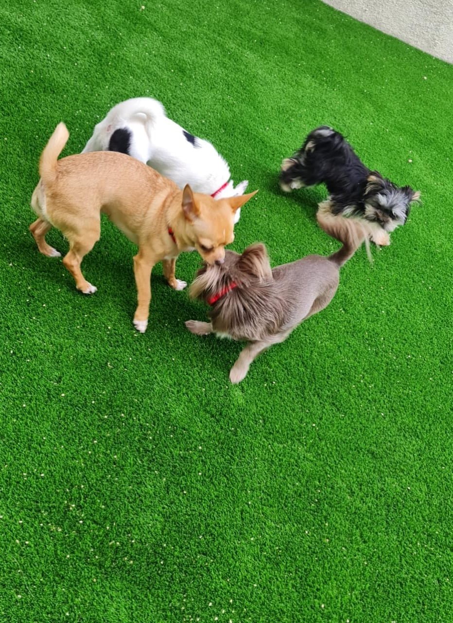 doggy daycare dubai google review