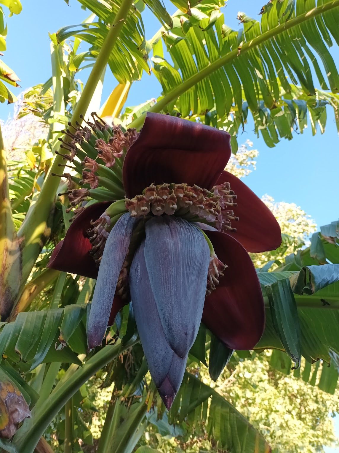Banana plant