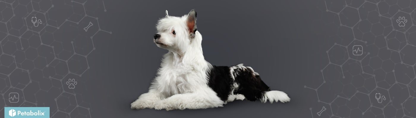 Chinese Crested image
