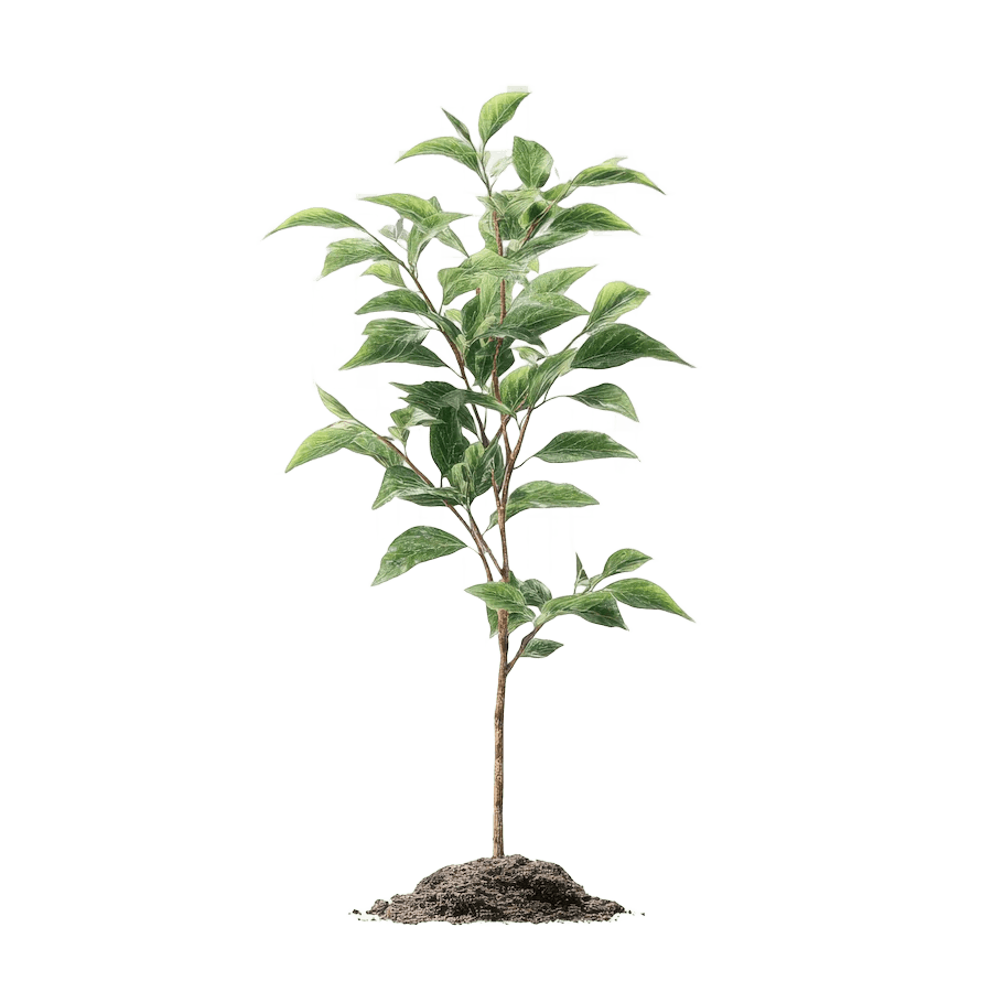 Junger Baum freigestellt