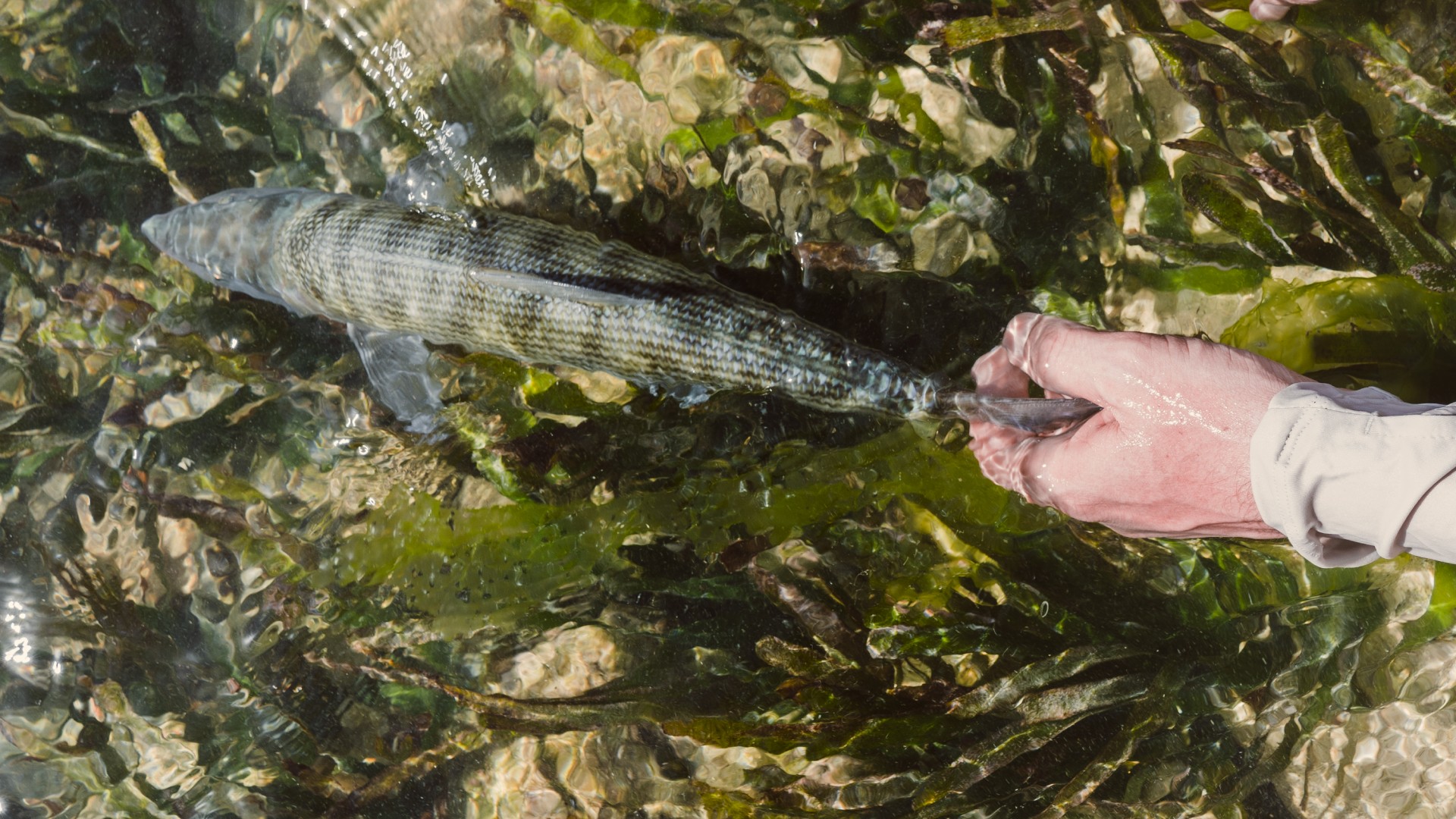 Angler releasing a bonefish over turtlegrass bottom