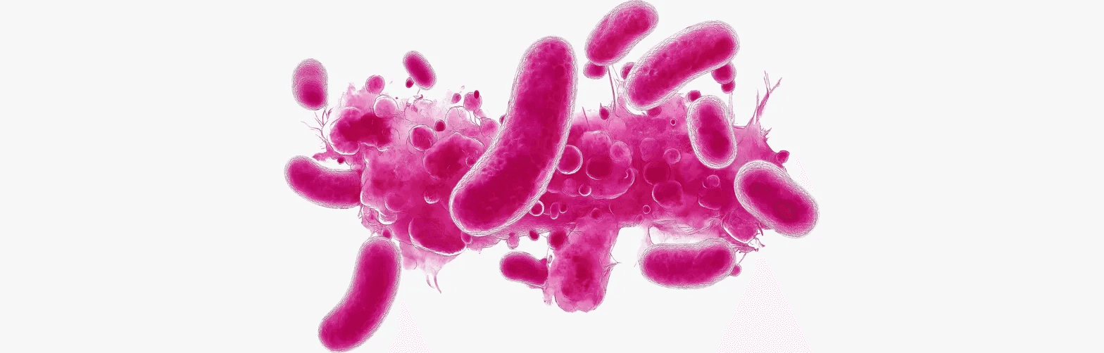 Ensemble de microorganises representant la flore de doderlein