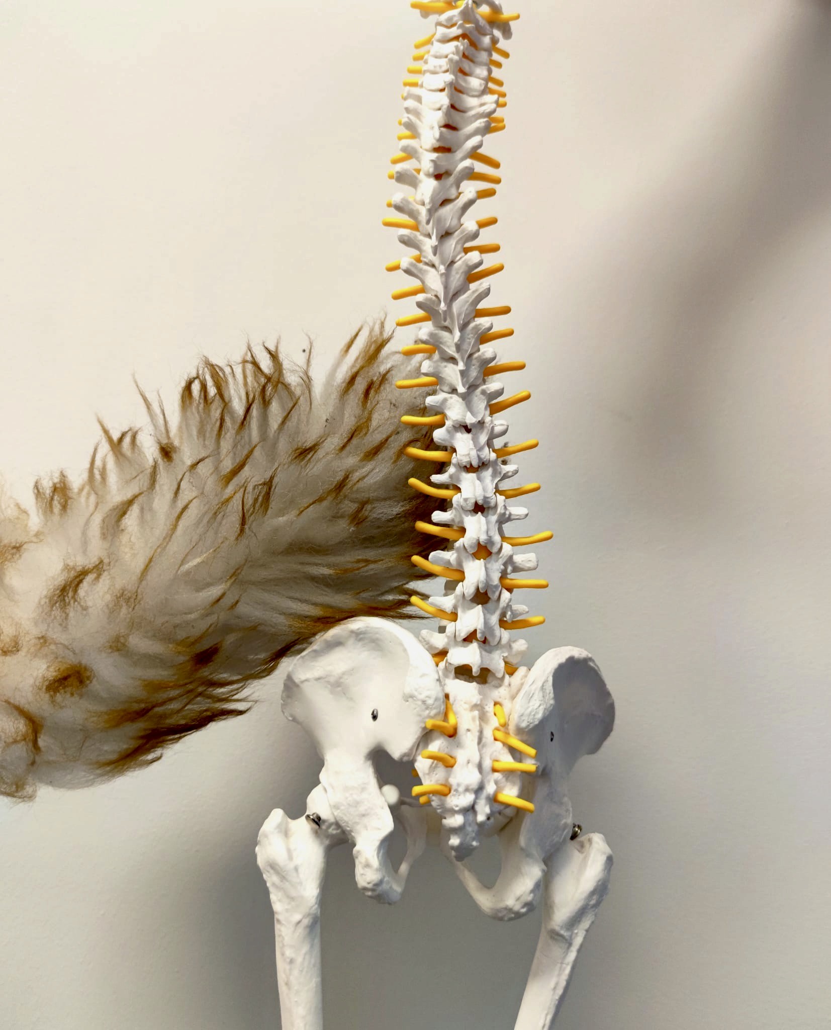 Spinal Health Tips Image shows spine being dusted with a fluffy duster