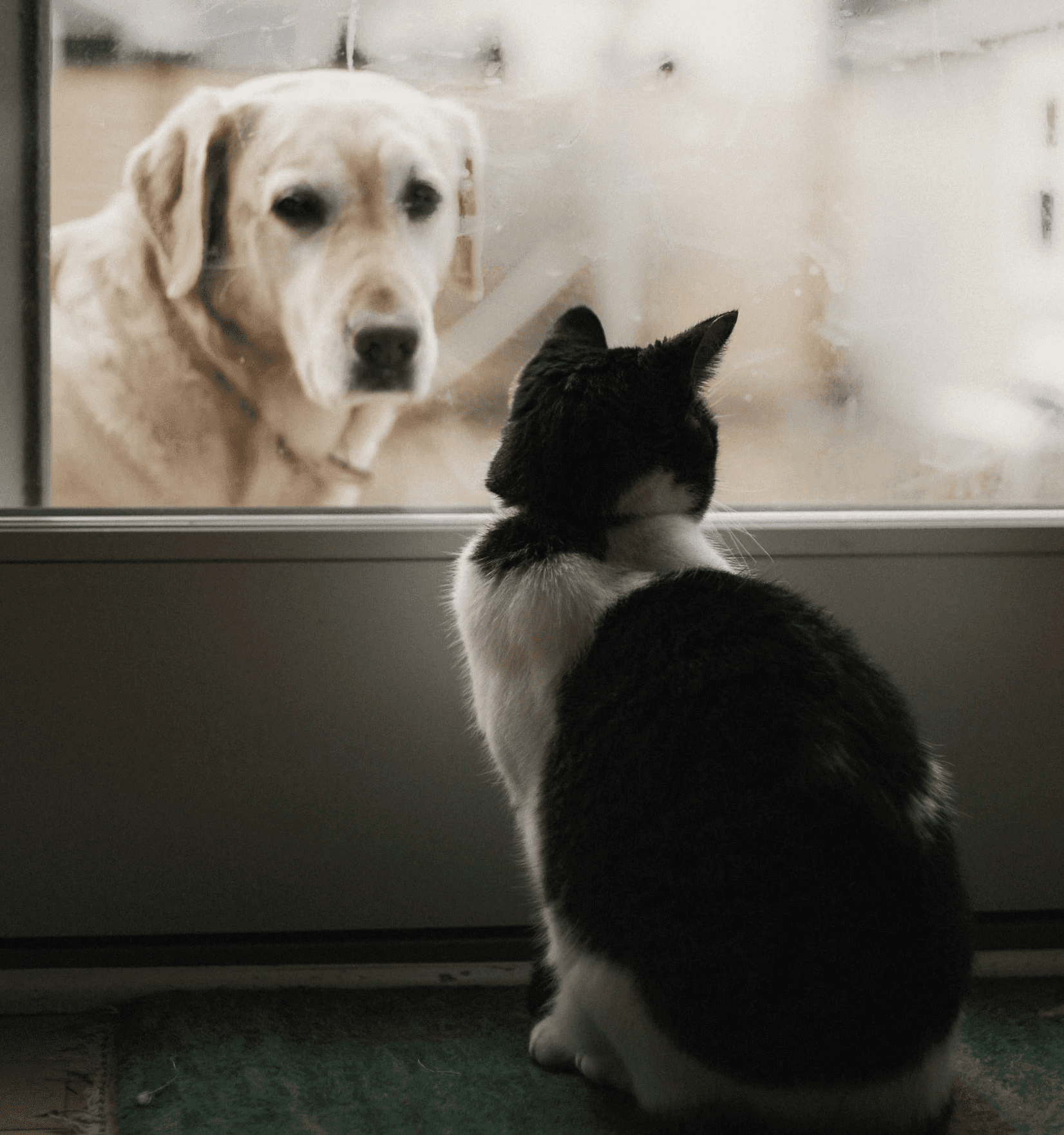 black and white cat watching adult yellow Labrador retriever on window