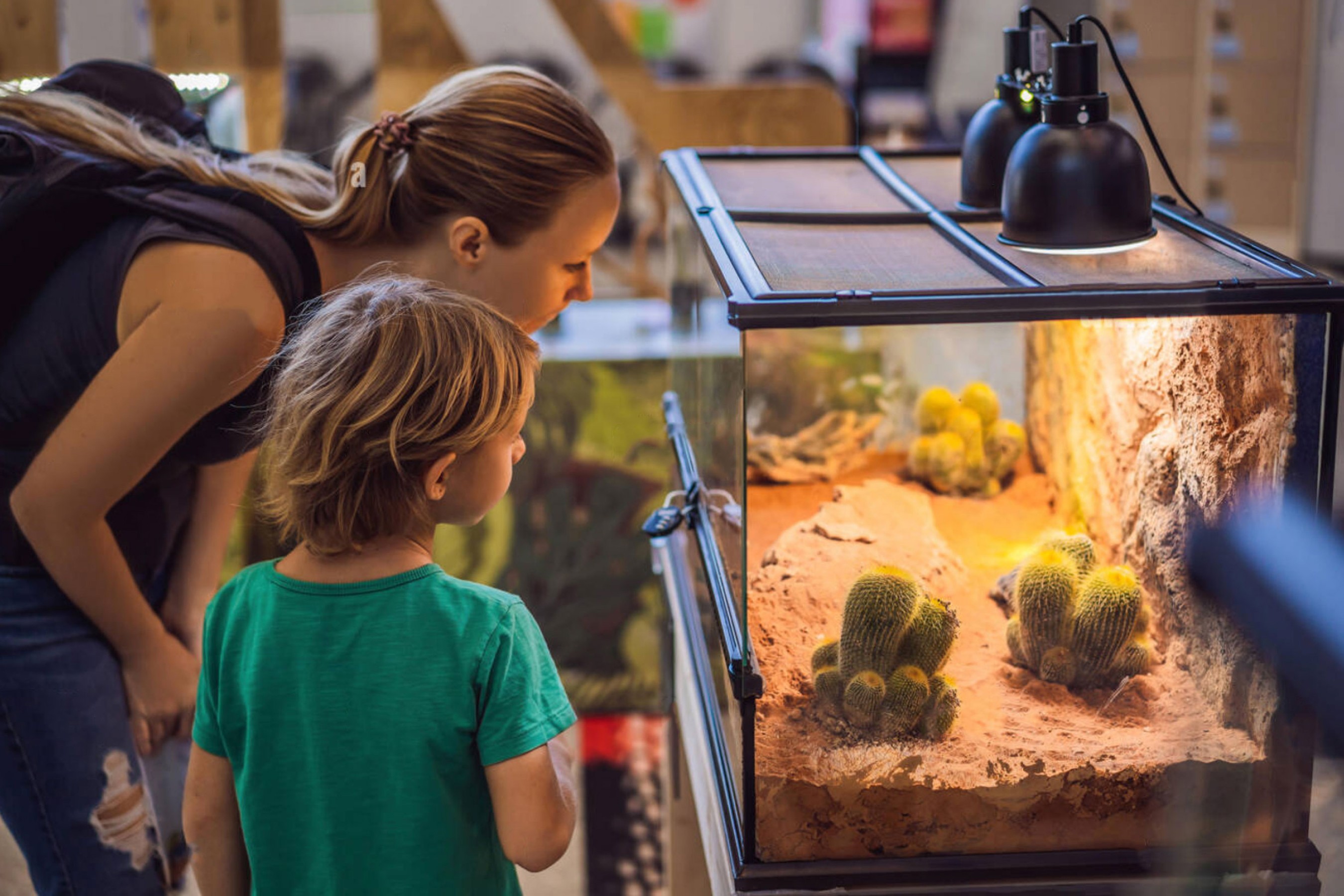 Woman and child viewing an arid vivarium