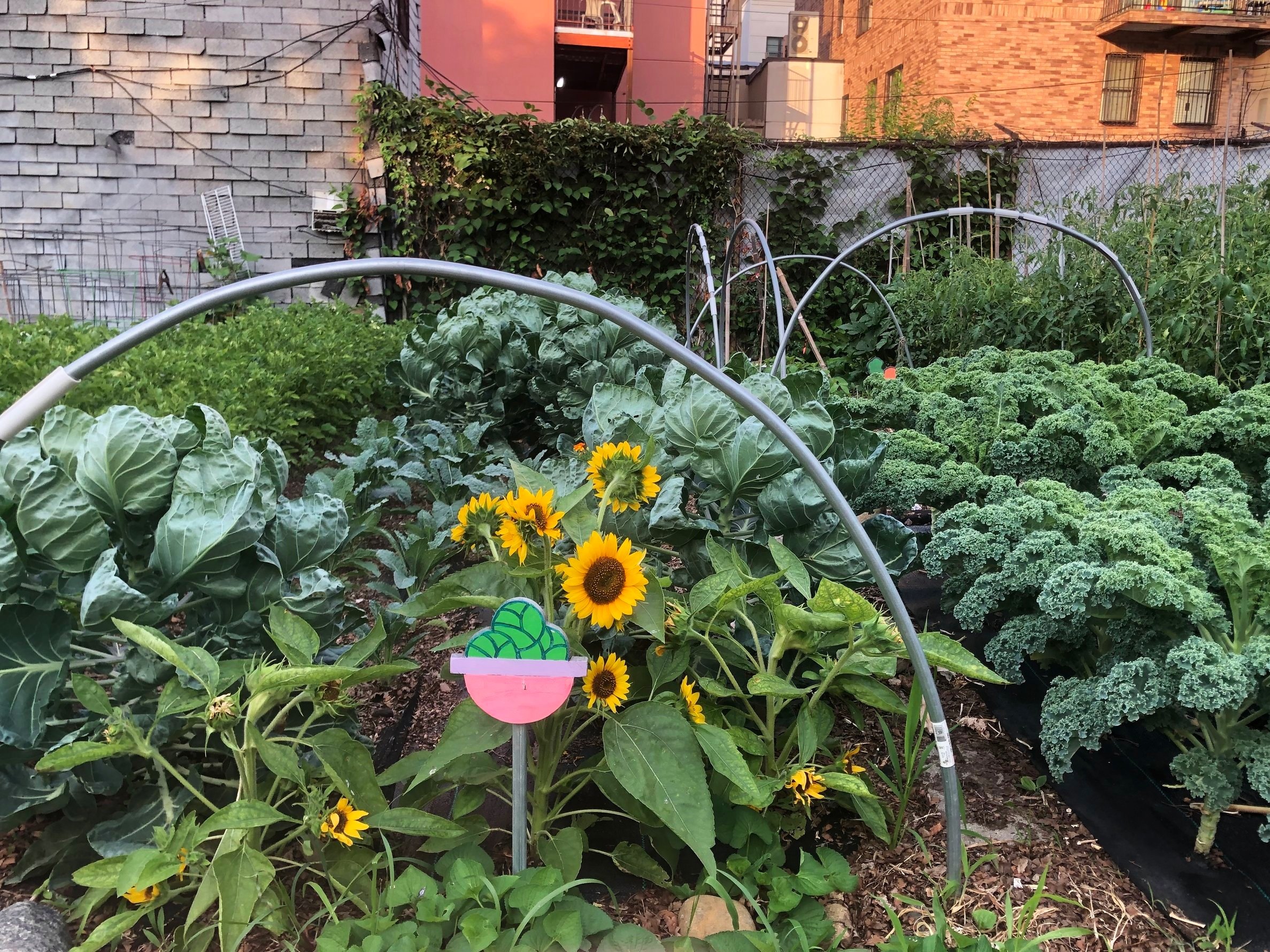 Image of a shared garden bed at Myrtle Village Green community garden.