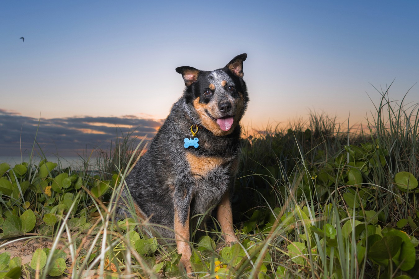 Blue heeler at sunrise at the beach